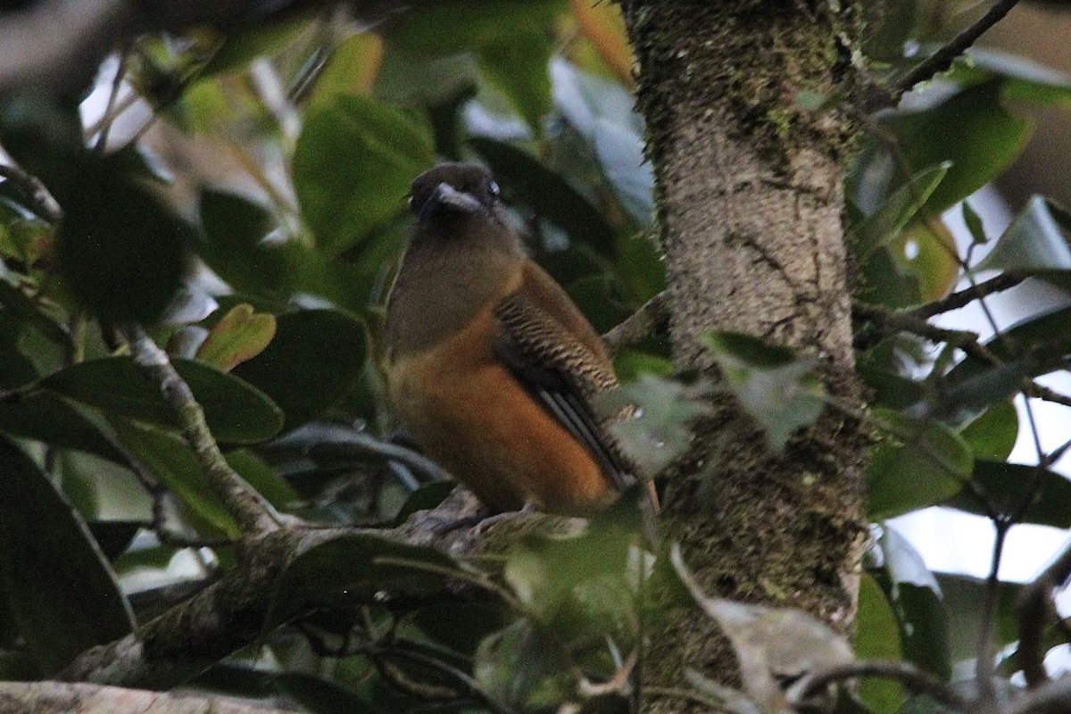 Malabar Trogon - ML622567589