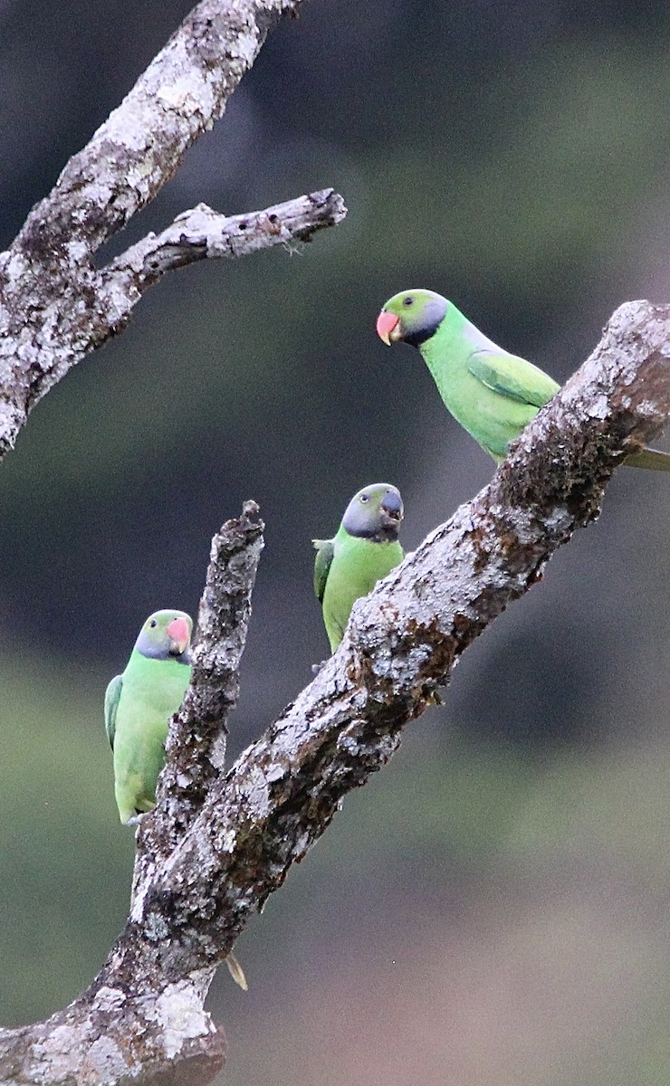 Layard's Parakeet - ML622567594