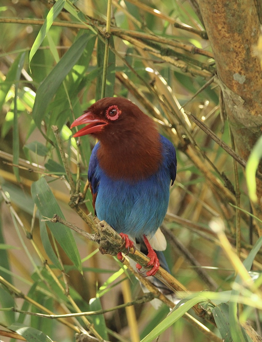 Sri Lanka Blue-Magpie - ML622567607