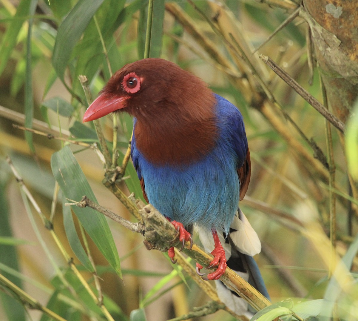 Sri Lanka Blue-Magpie - ML622567608