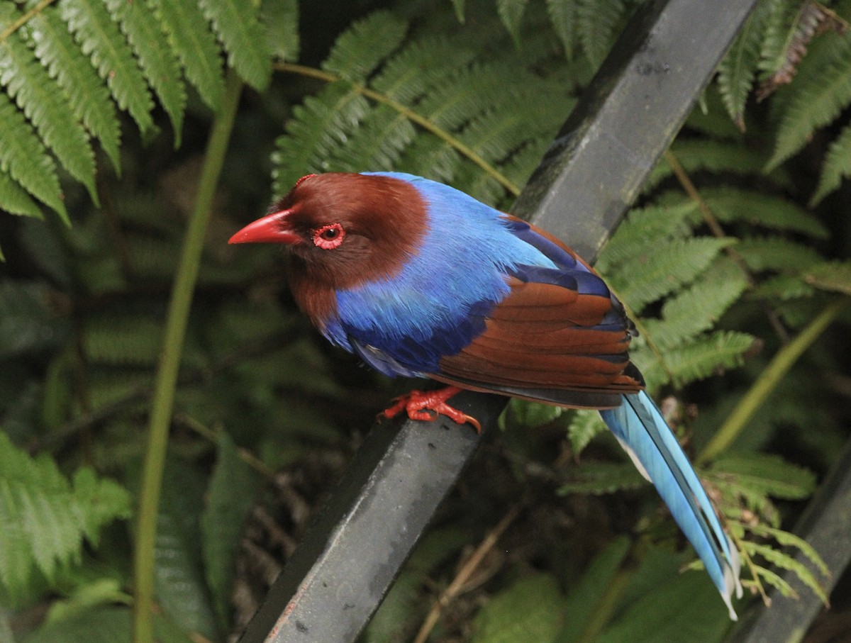 Sri Lanka Blue-Magpie - ML622567610