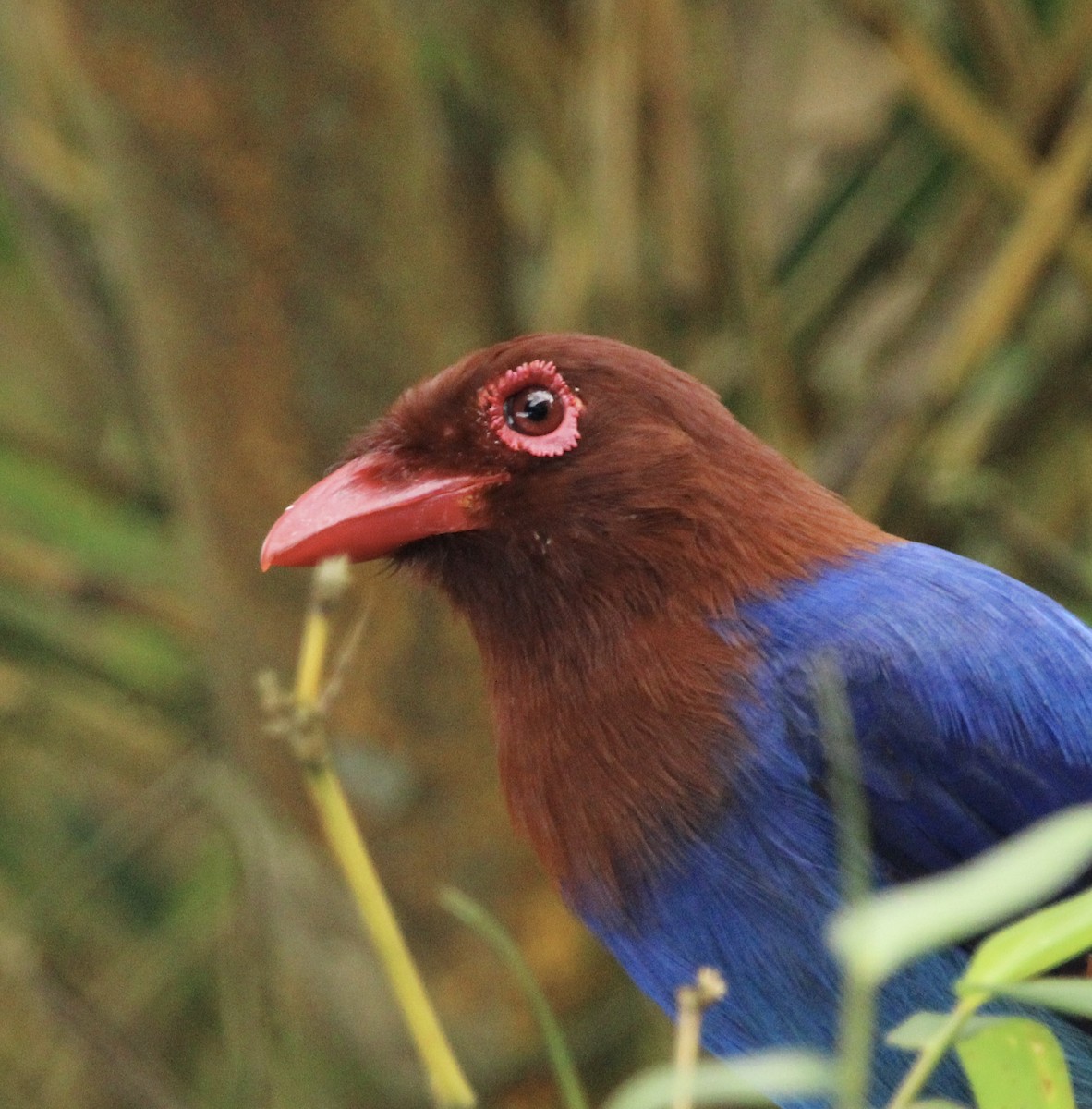 Sri Lanka Blue-Magpie - ML622567611