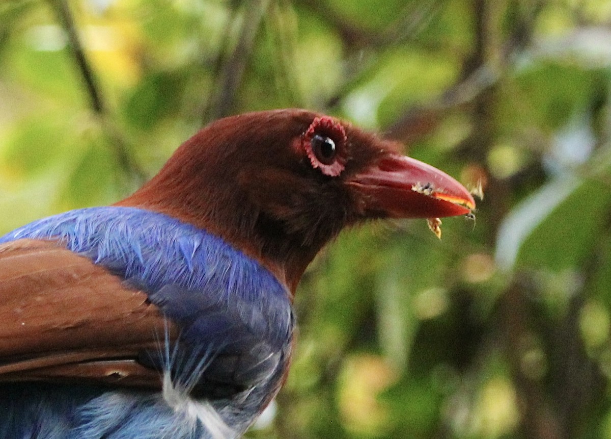 Sri Lanka Blue-Magpie - ML622567612