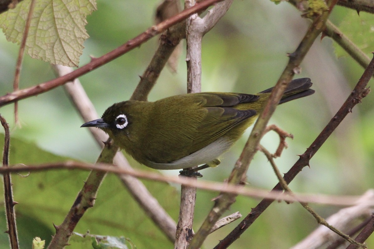 Sri Lanka White-eye - ML622567616