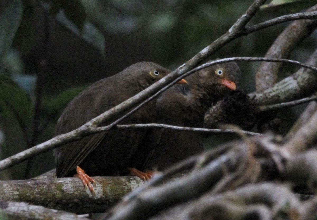 Orange-billed Babbler - ML622567625