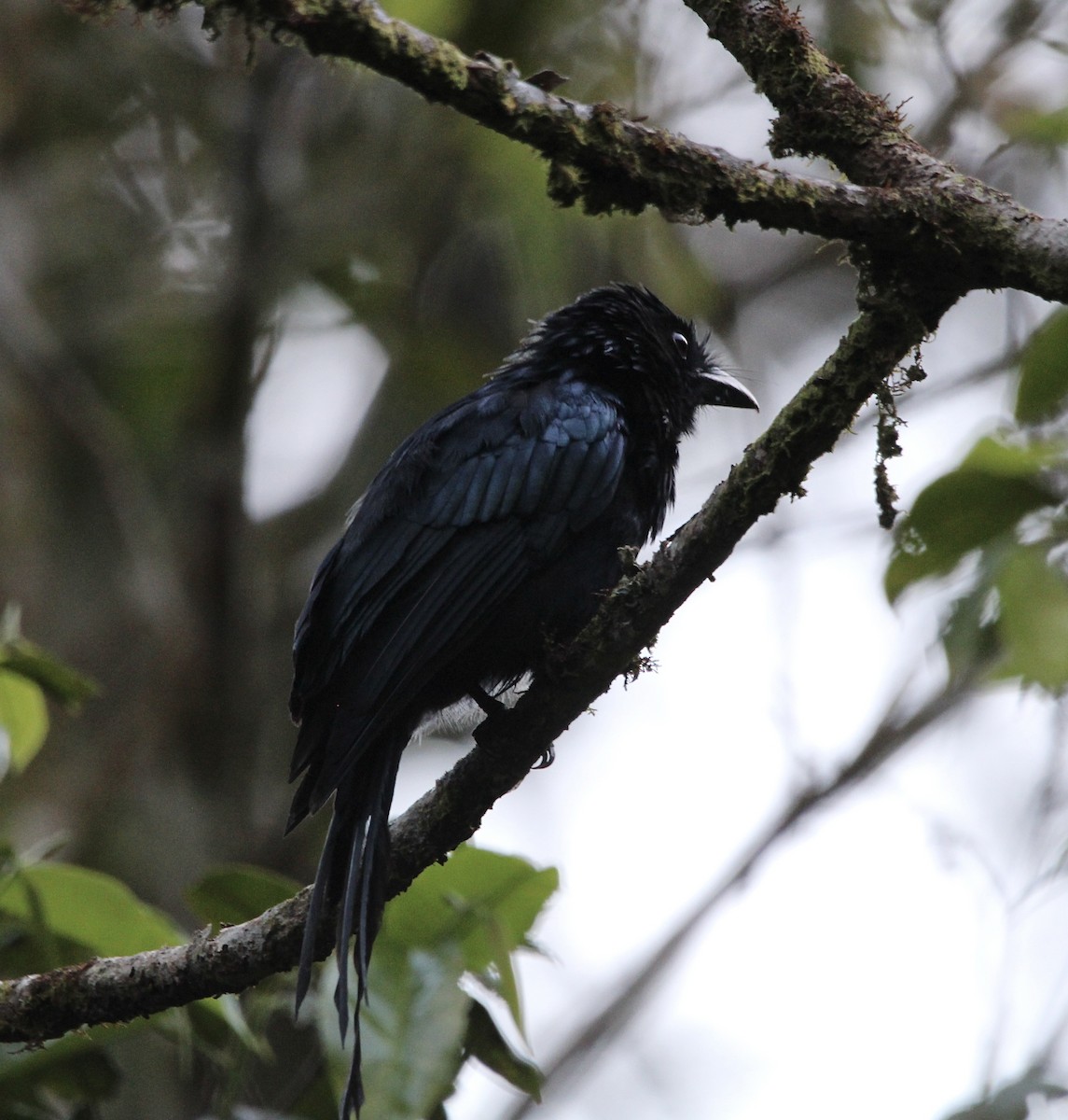 Sri Lanka Drongo - ML622567647