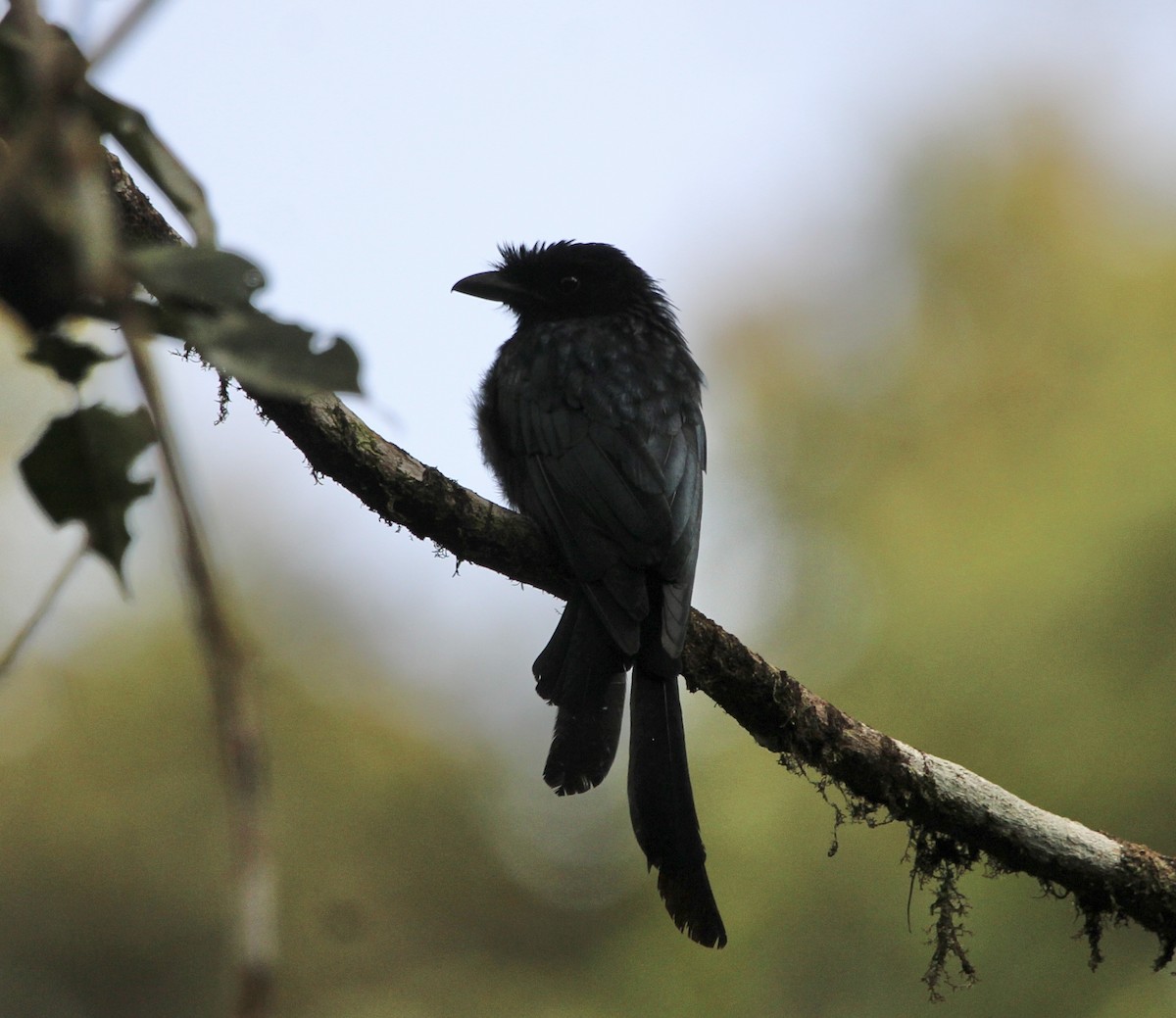 Sri Lanka Drongo - ML622567648