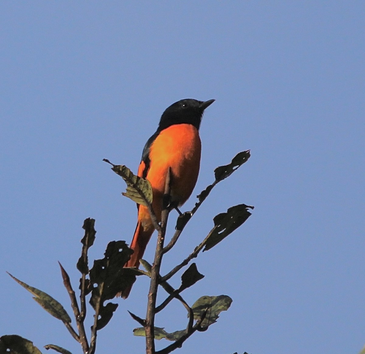 Orange Minivet - Gehan Gunatilleke