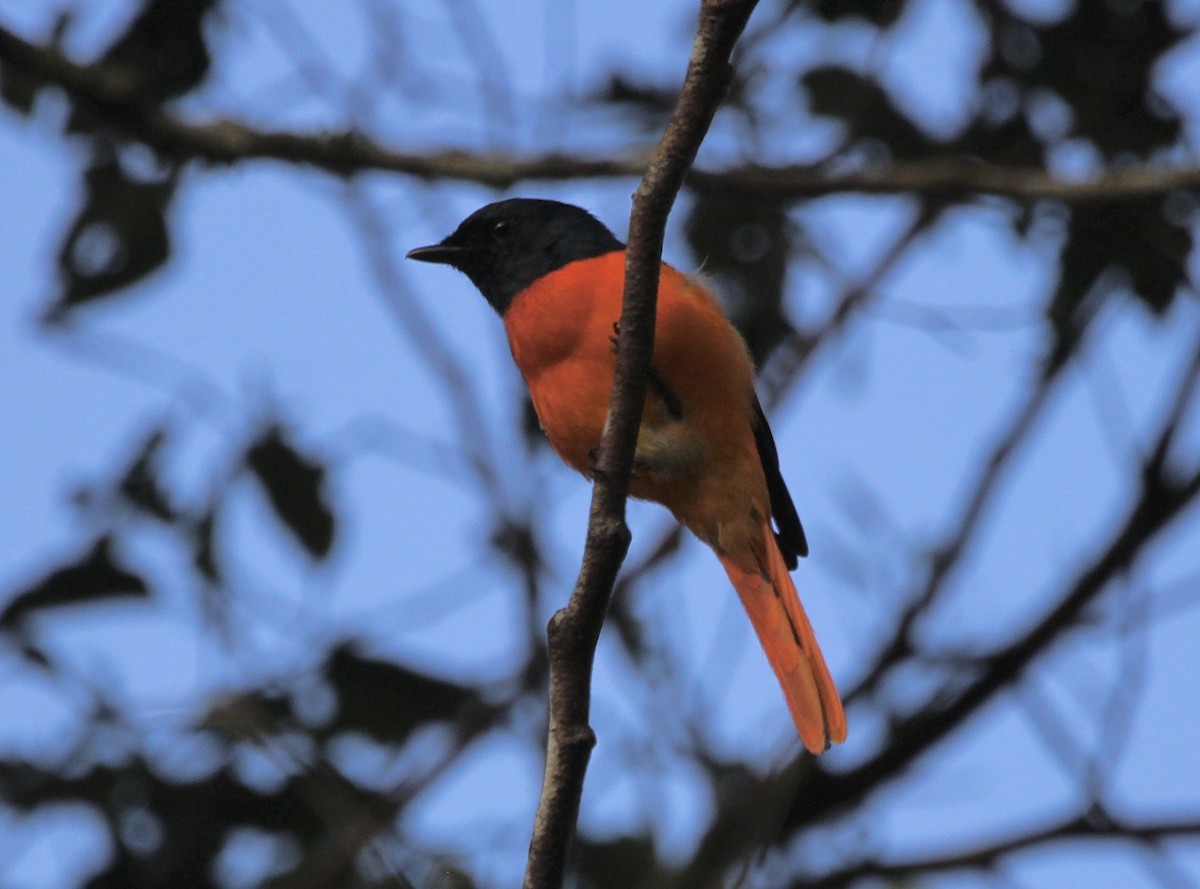 Orange Minivet - Gehan Gunatilleke