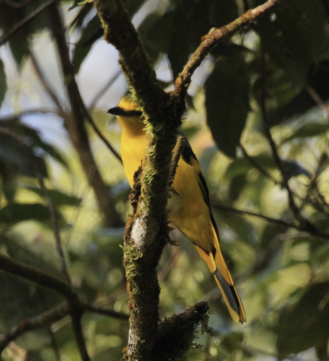 Orange Minivet - ML622567651