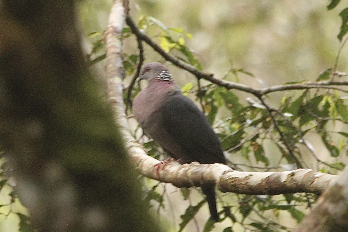 Sri Lanka Wood-Pigeon - ML622567656