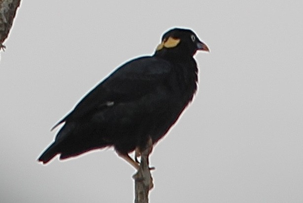 Sri Lanka Myna - ML622567658