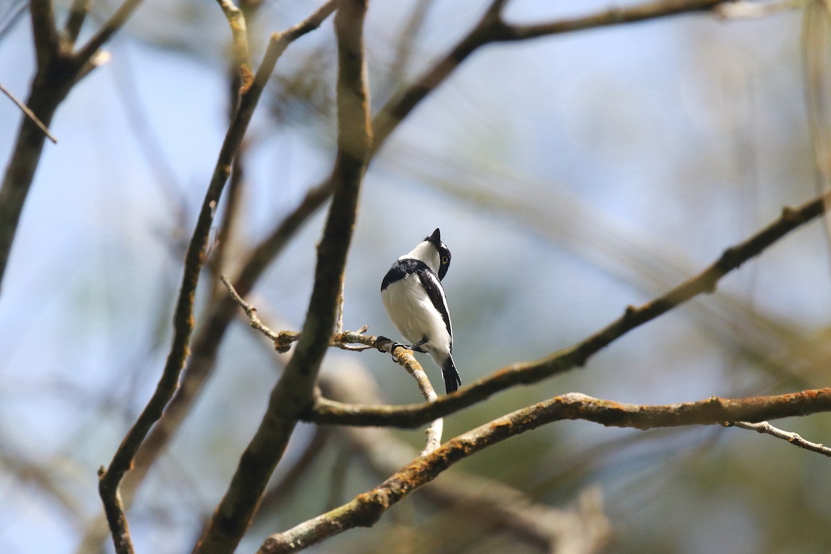 West African Batis - ML622567659