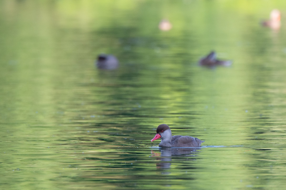 Red-crested Pochard - ML622567662