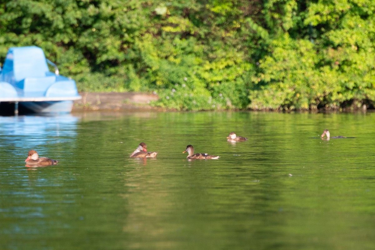 Red-crested Pochard - ML622567663