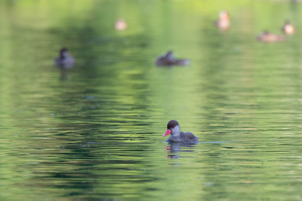 Red-crested Pochard - ML622567664