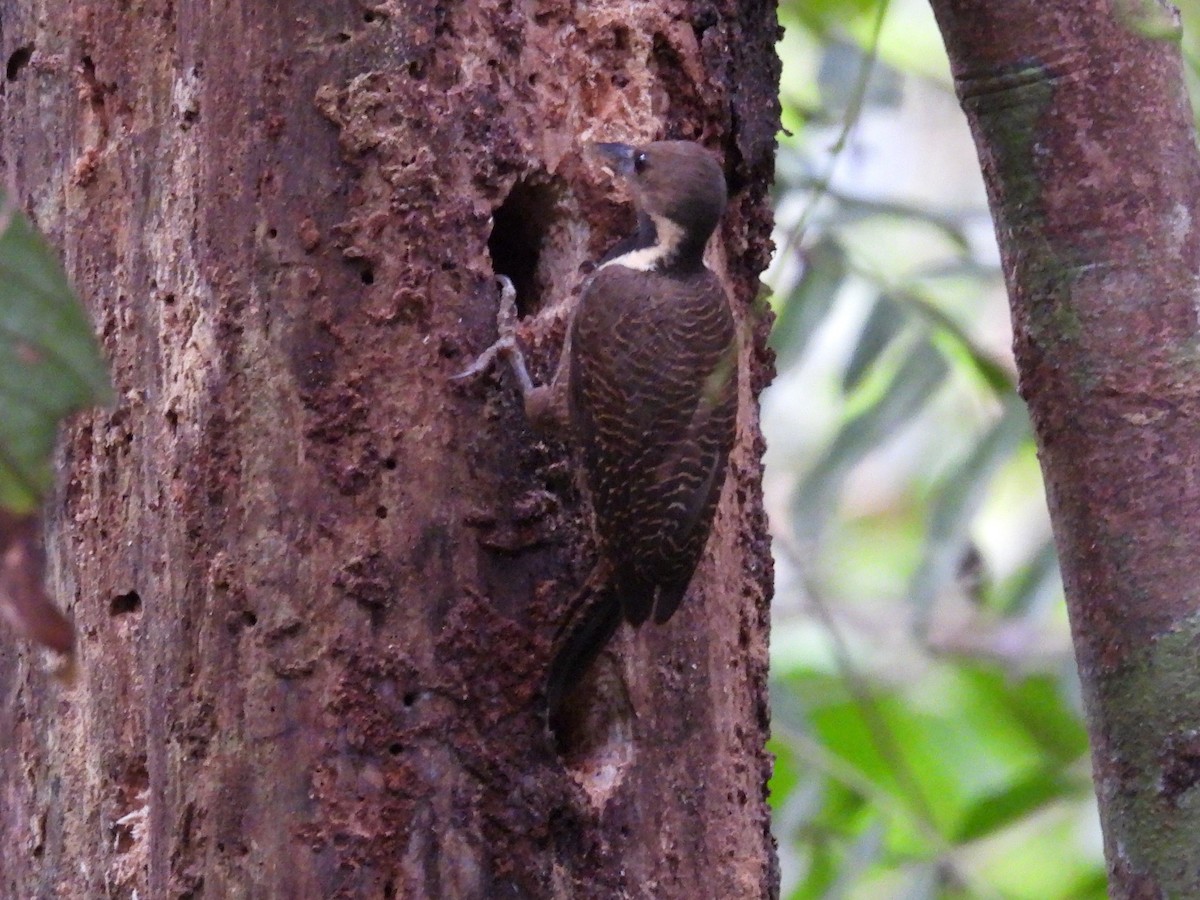 Buff-necked Woodpecker - ML622567752