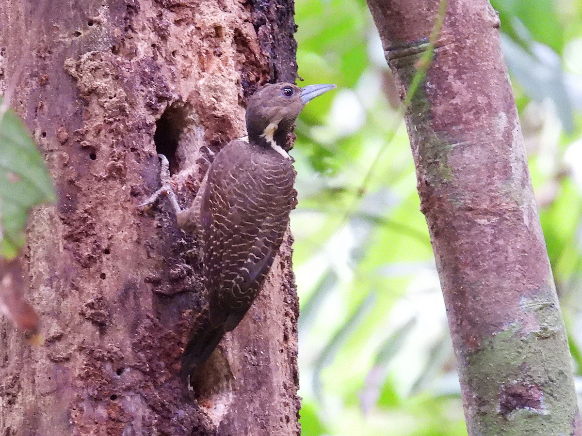 Buff-necked Woodpecker - Simon Bradfield