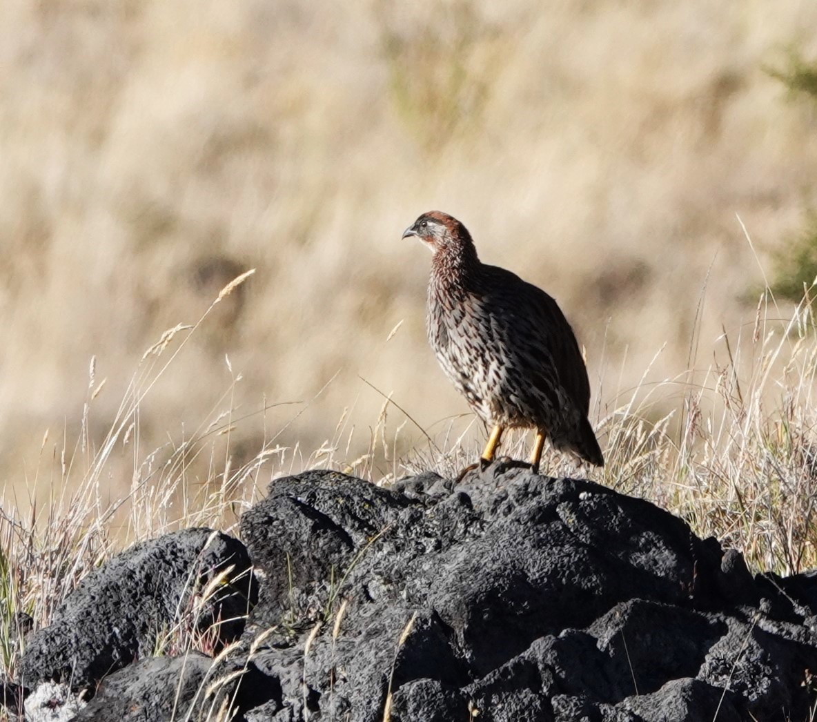 Francolin d'Erckel - ML622567832