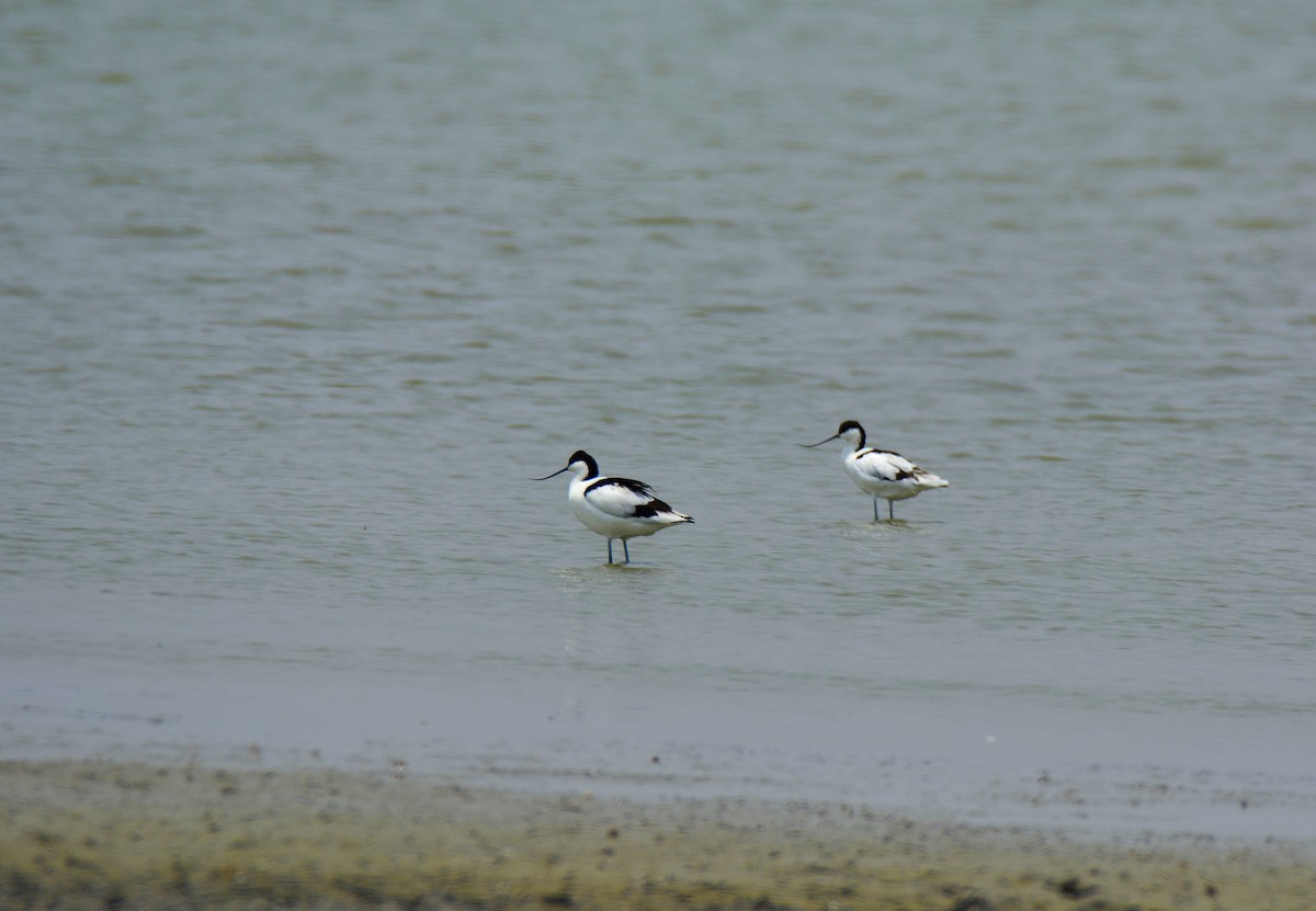 Säbelschnäbler - ML622567844