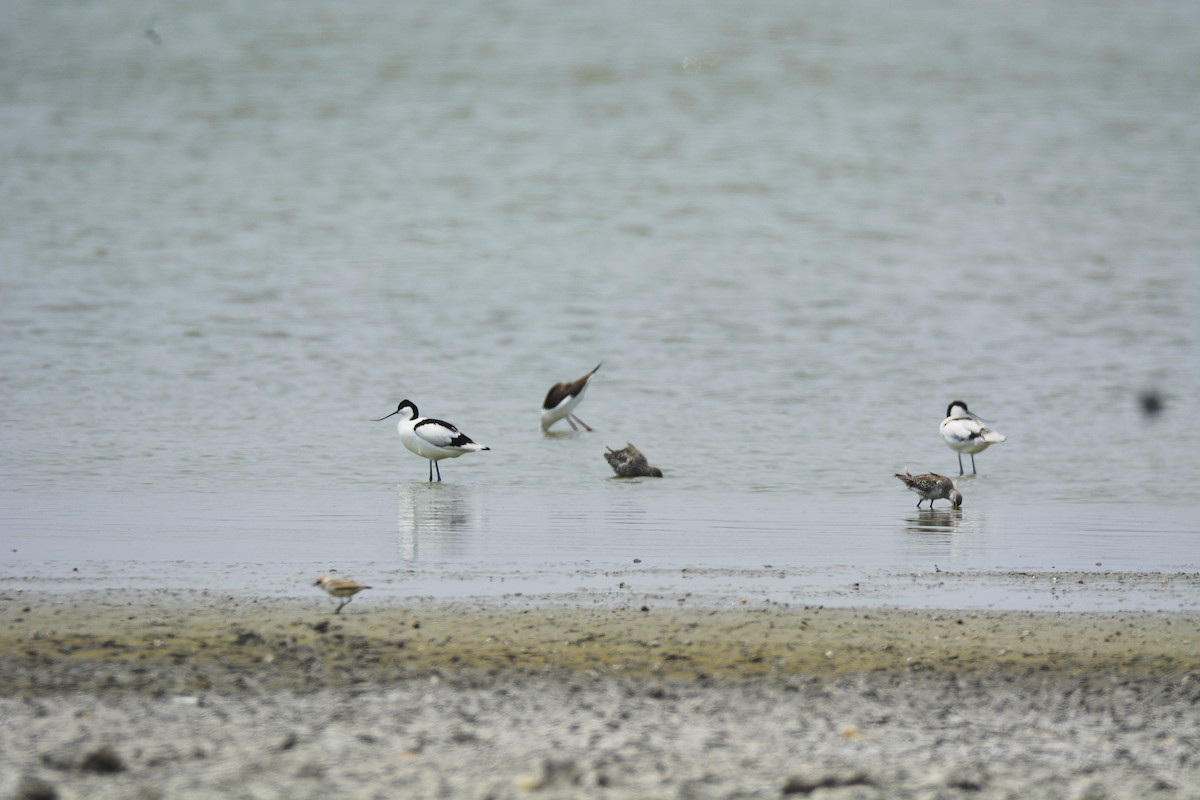 Säbelschnäbler - ML622567845