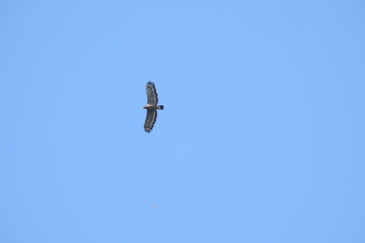 Crested Serpent-Eagle (Crested) - ML622568026