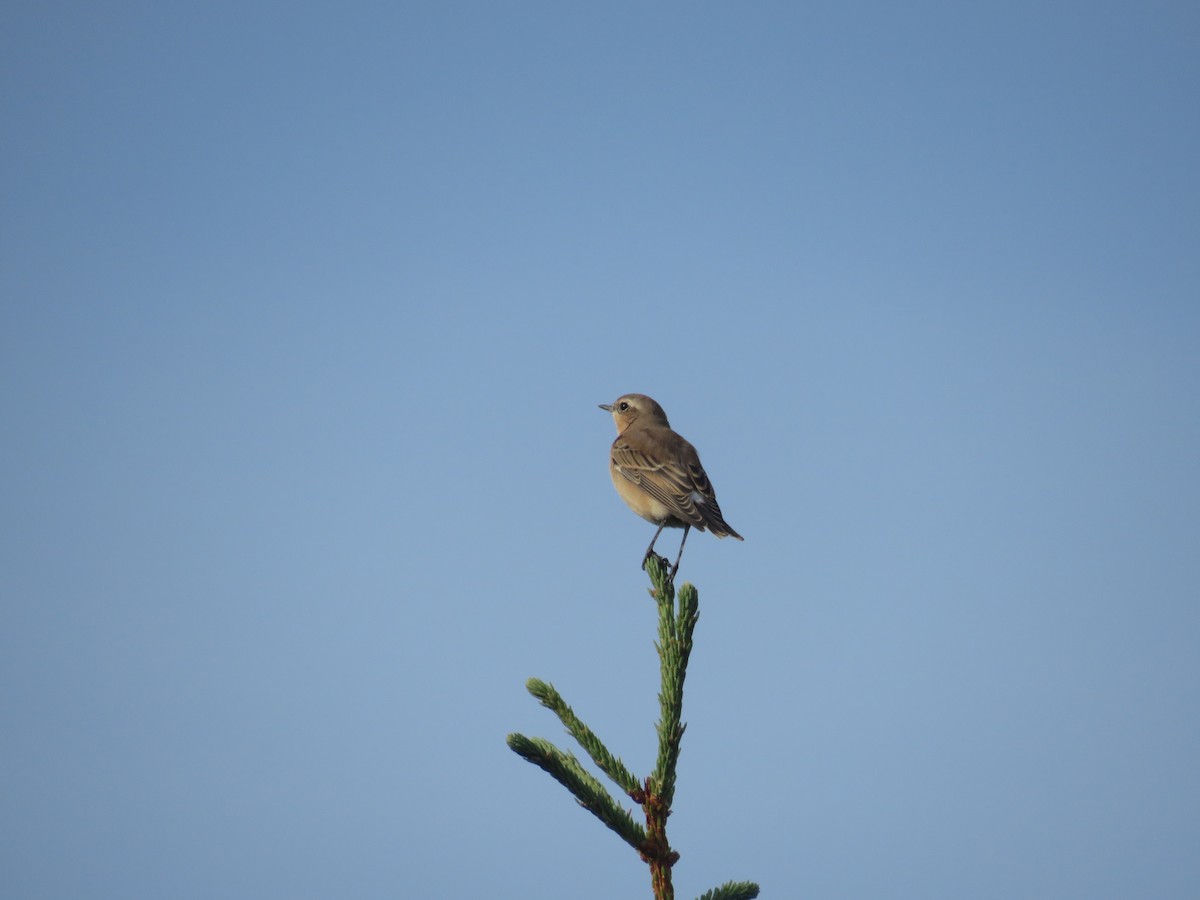 Northern Wheatear - ML622568081