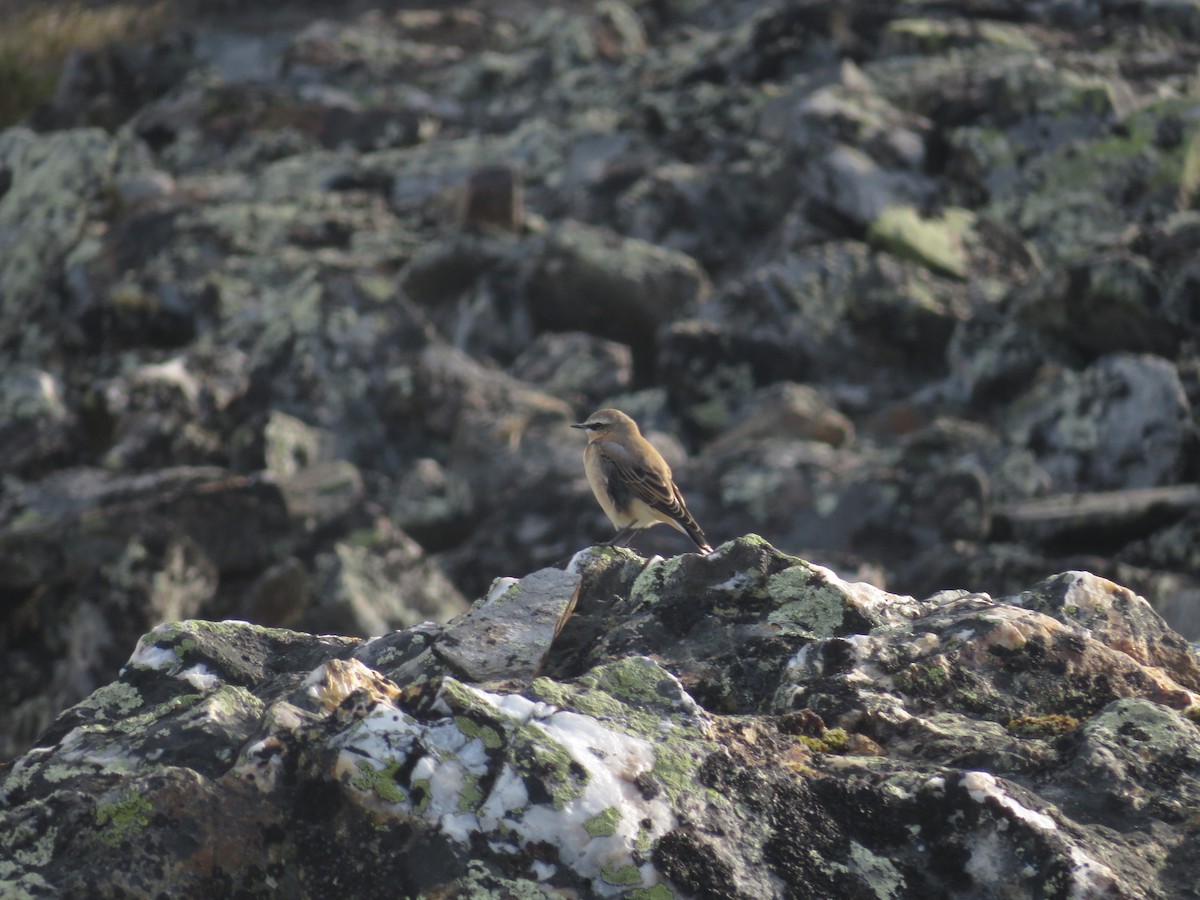 Northern Wheatear - ML622568105