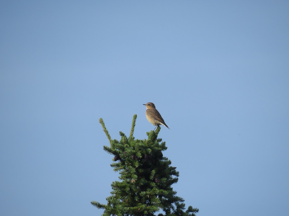 Northern Wheatear - ML622568118