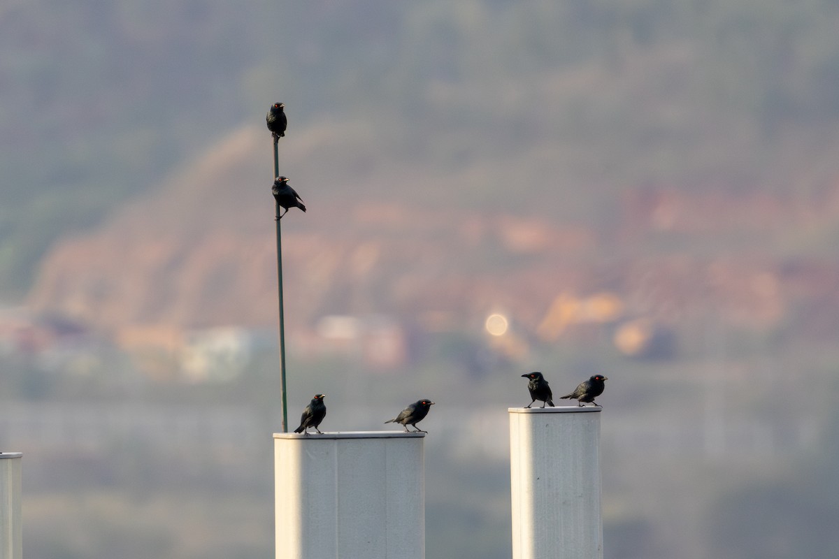 Singing Starling - ML622568130