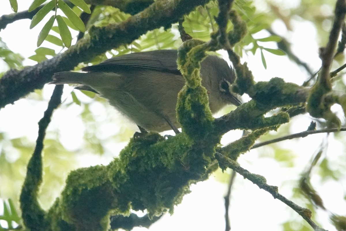 Seychelles White-eye - ML622568153