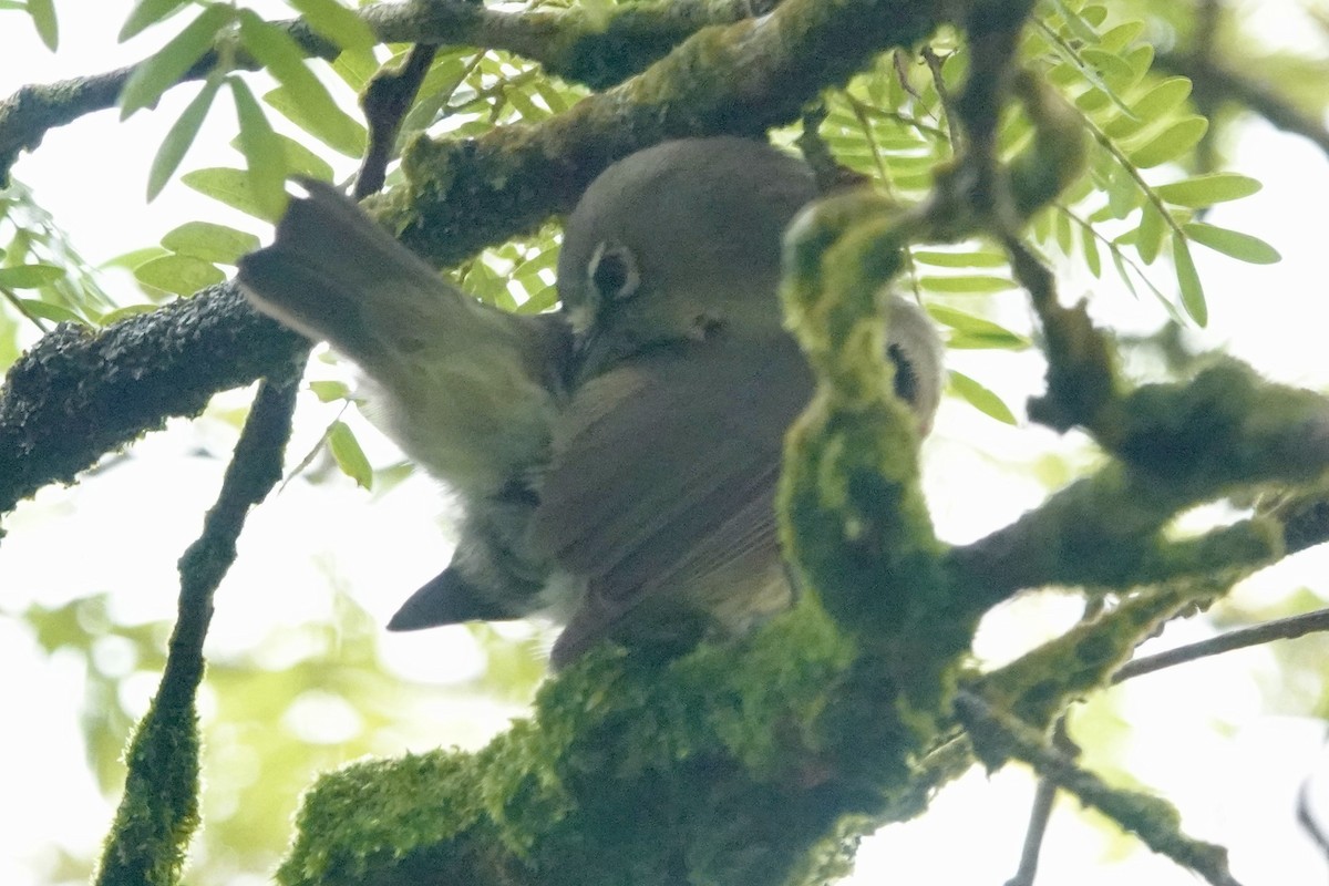 Seychelles White-eye - ML622568154