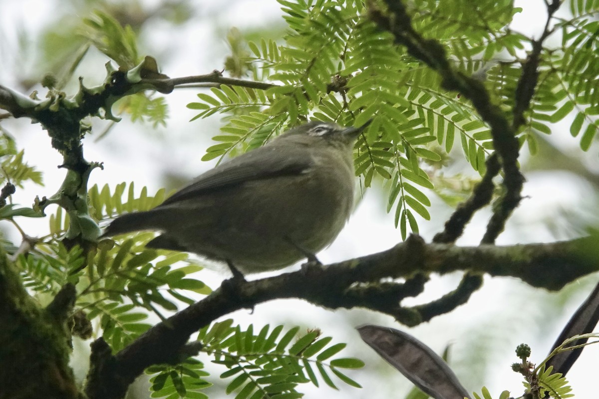 Seychelles White-eye - ML622568155