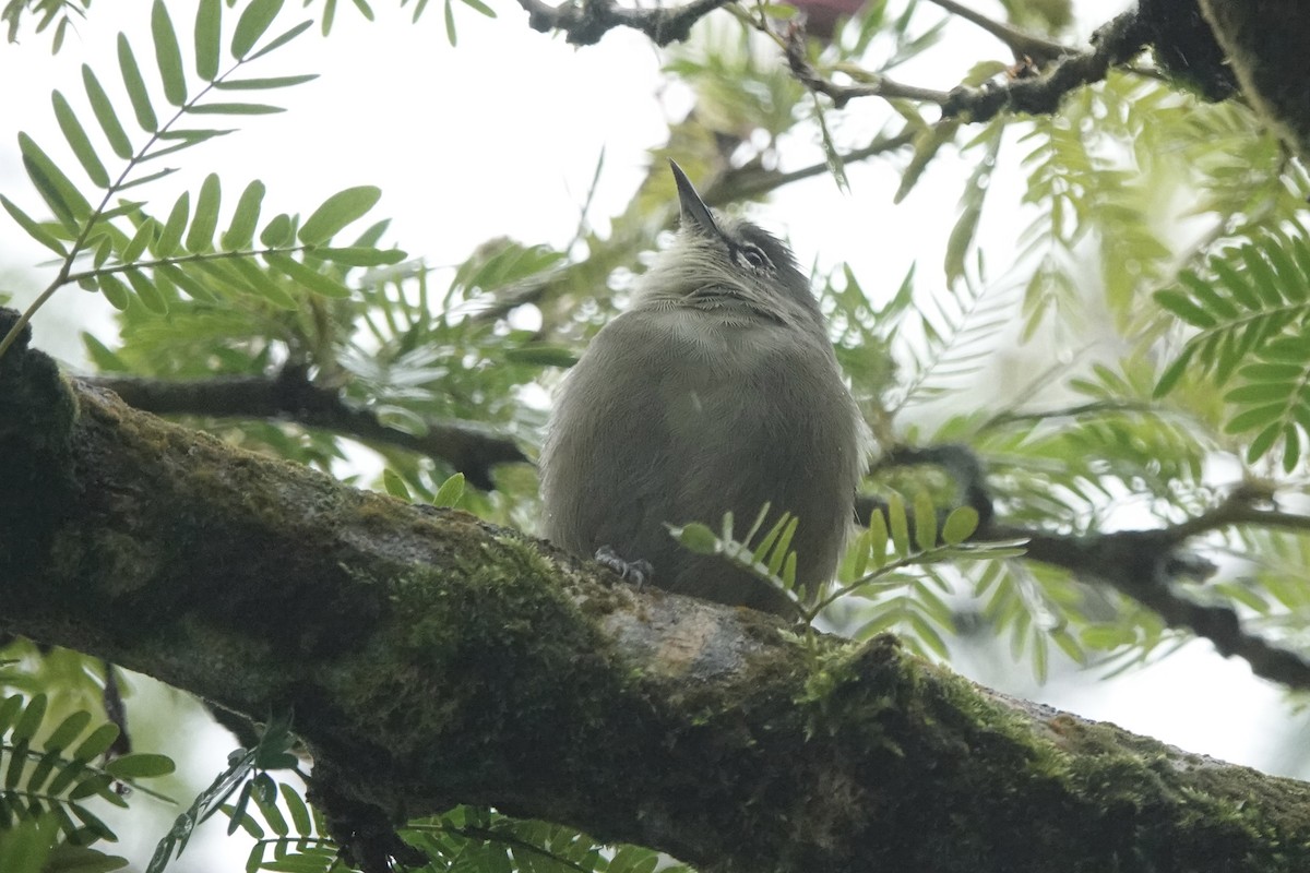 Seychelles White-eye - ML622568156