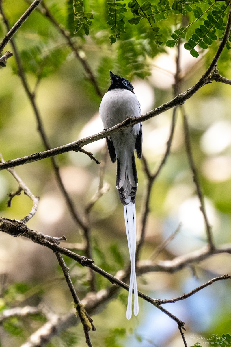 Malagasy Paradise-Flycatcher - ML622568169