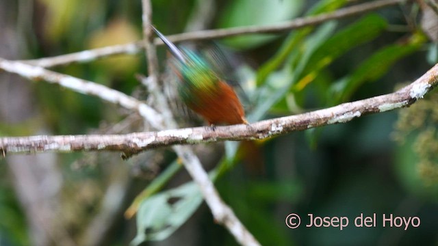 Coppery-chested Jacamar - ML622568183
