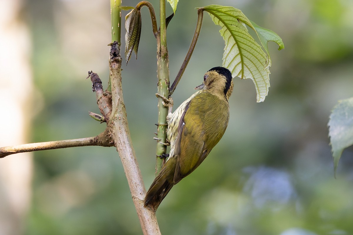 Elliot's Woodpecker - ML622568284