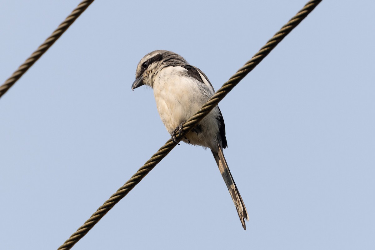 Mackinnon's Shrike - ML622568299