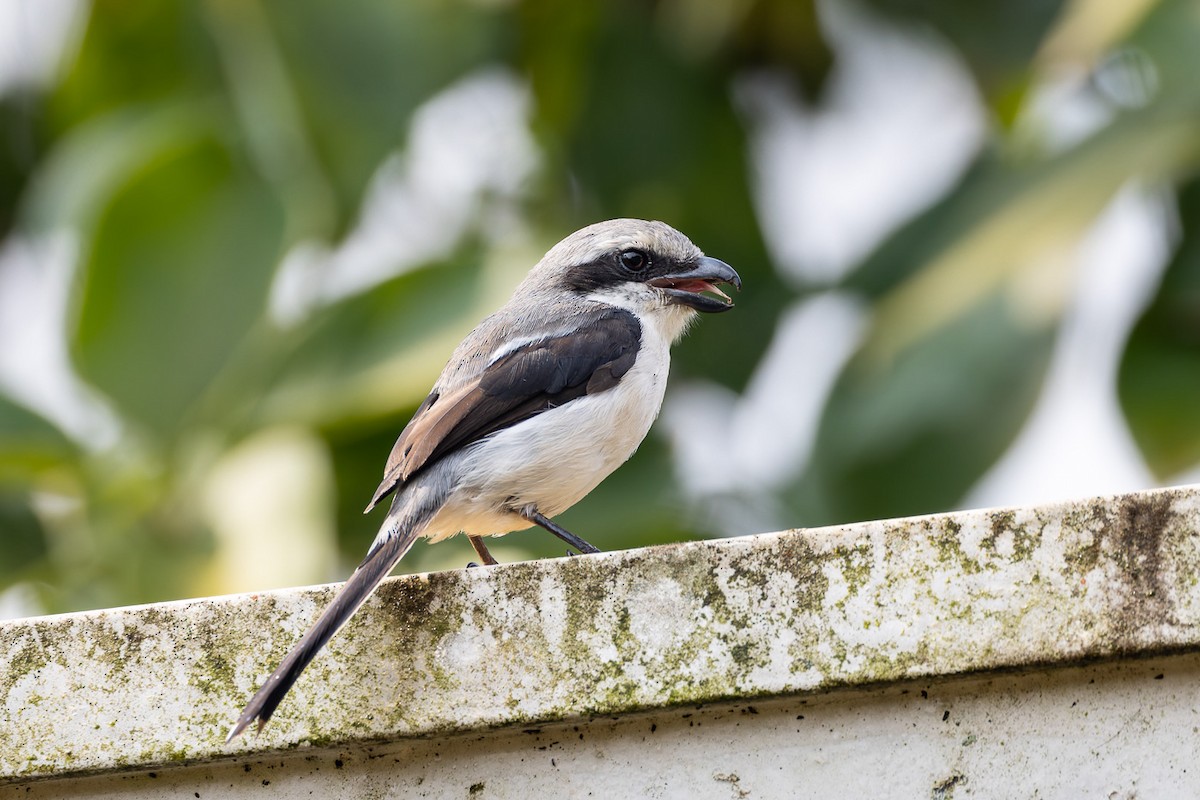 Mackinnon's Shrike - ML622568300