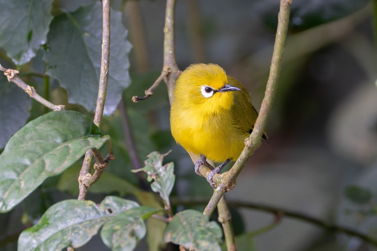 Northern Yellow White-eye - ML622568326