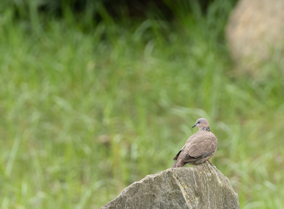 珠頸斑鳩 - ML622568340