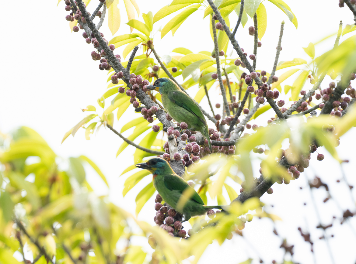 barbet tchajwanský - ML622568342