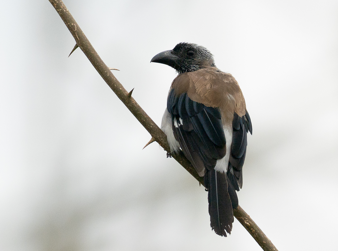 Gray Treepie - ML622568345