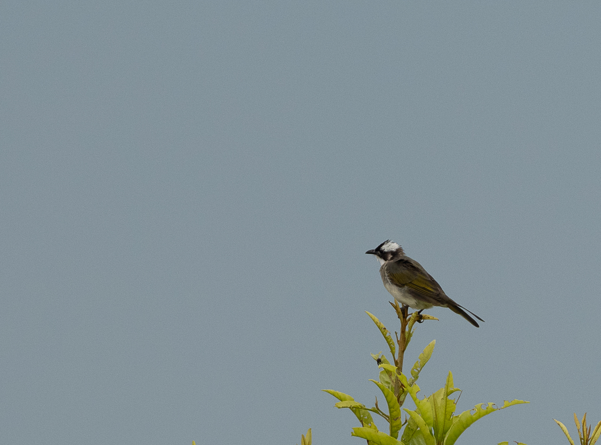 Light-vented Bulbul - ML622568347