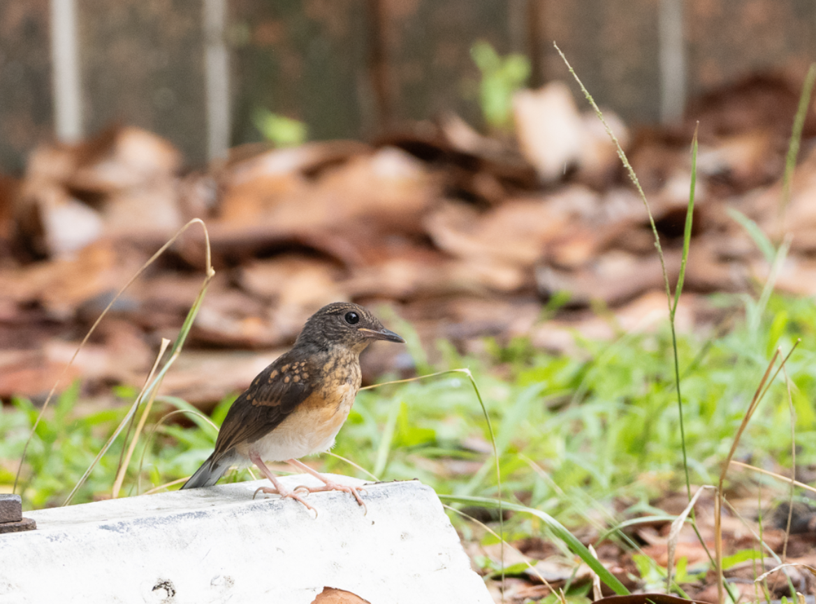 White-rumped Shama - ML622568350