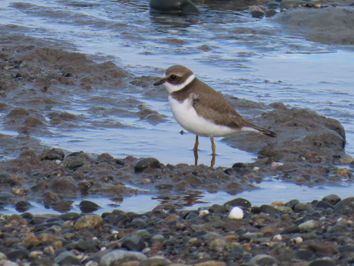 Semipalmated Plover - ML622568359