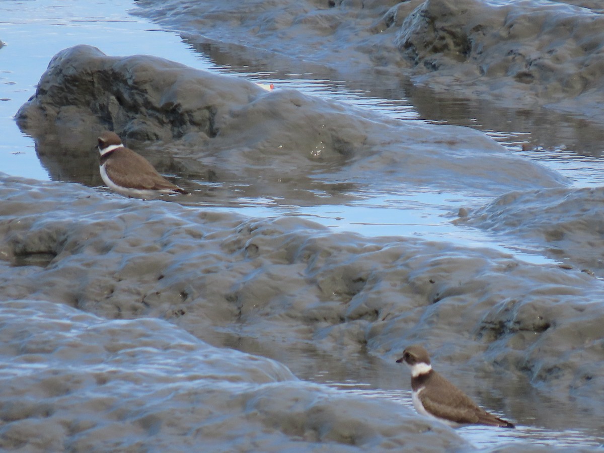 Semipalmated Plover - ML622568363