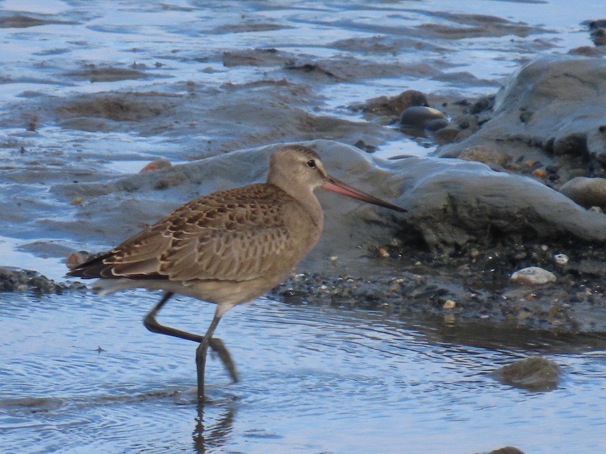 Hudsonian Godwit - ML622568367