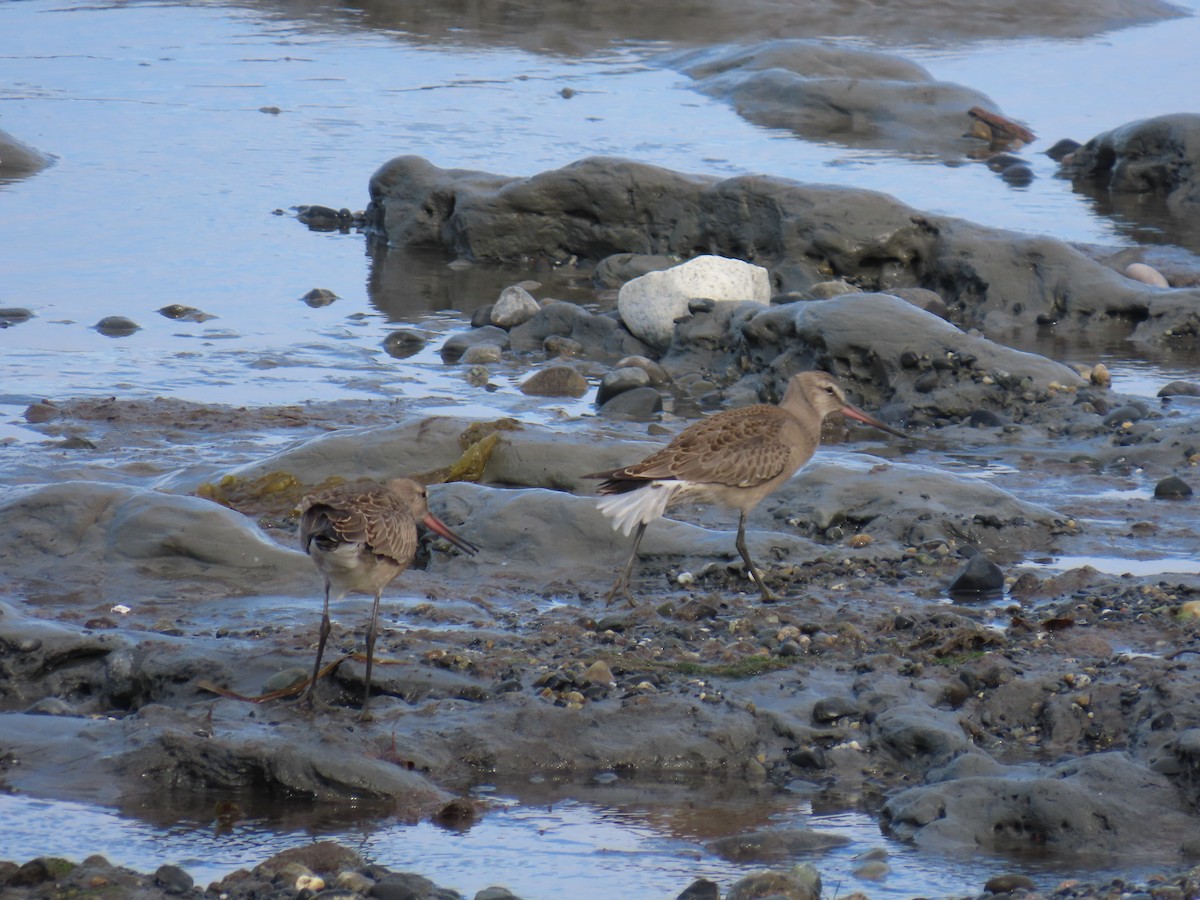 Hudsonian Godwit - ML622568380