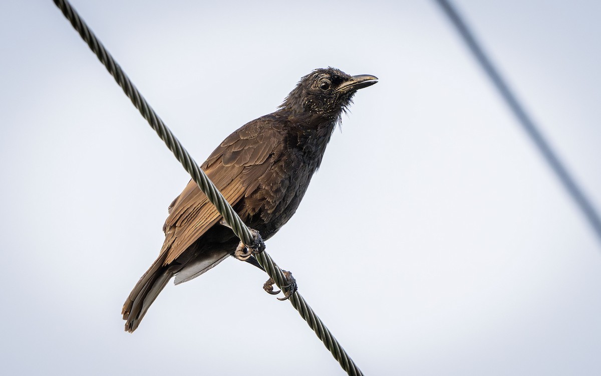 Samoan Starling - ML622568428